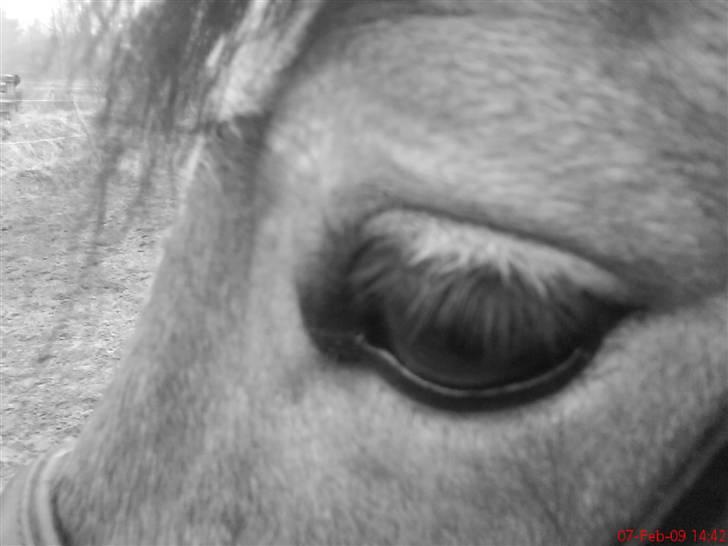 Anden særlig race Robin - * solgt * ! <3 d: billede 20