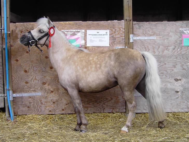 Palomino Skovsgårdes Cream-X-Treme billede 15