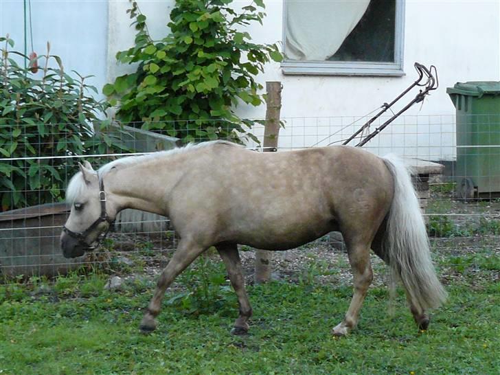 Palomino Skovsgårdes Cream-X-Treme billede 16