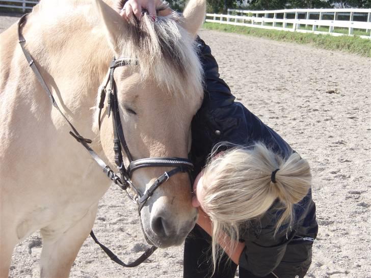 Fjordhest Grisling - Mit et og alt.. <3  billede 19