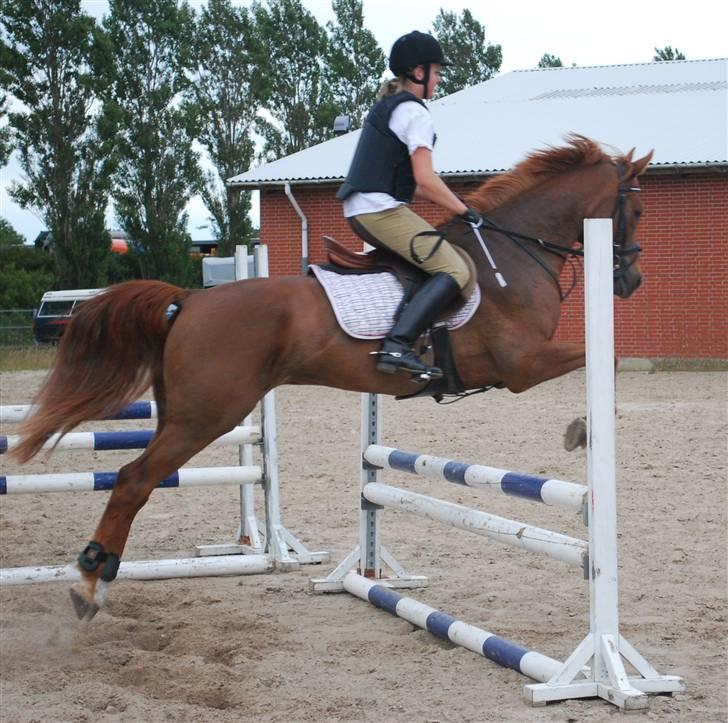 Anden særlig race *SOLGT * Merza's Bosalino billede 4