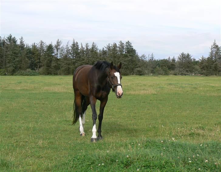 Westfaler Nisgaards Rosalina - Rosalina på marken juni 2009 billede 6