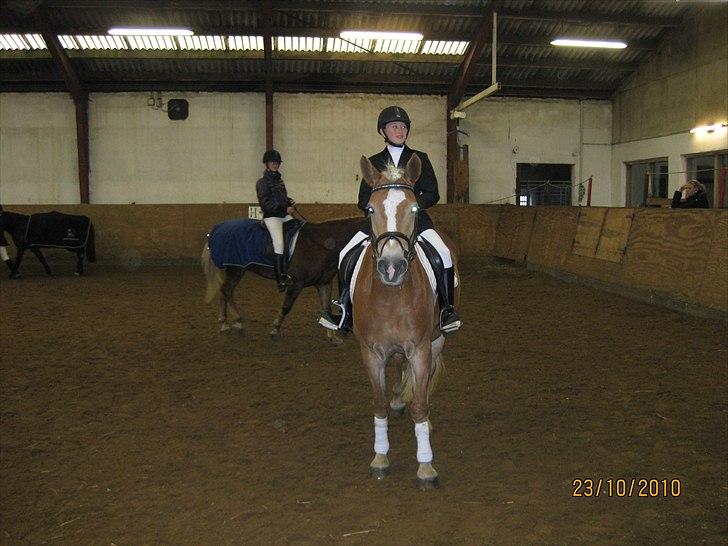 Haflinger Kaspertot's Qena - LC1 23/10-10 Regionstævne 2. plads billede 20