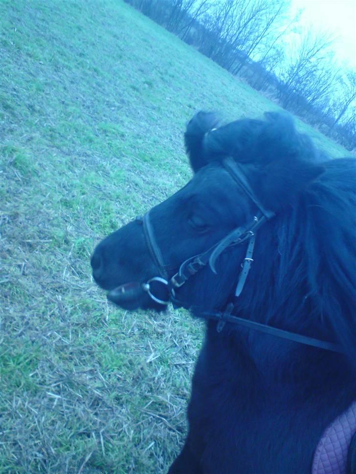 Anden særlig race Flaubert - smukke flaubert<3 med håret sat op <3  billede 4