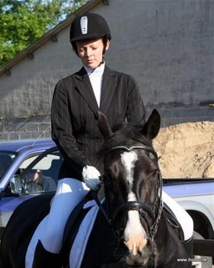 Anden særlig race Miklagaards Black Beauty billede 20