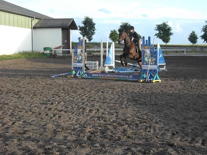 Anden særlig race Parcas SOLGT billede 1