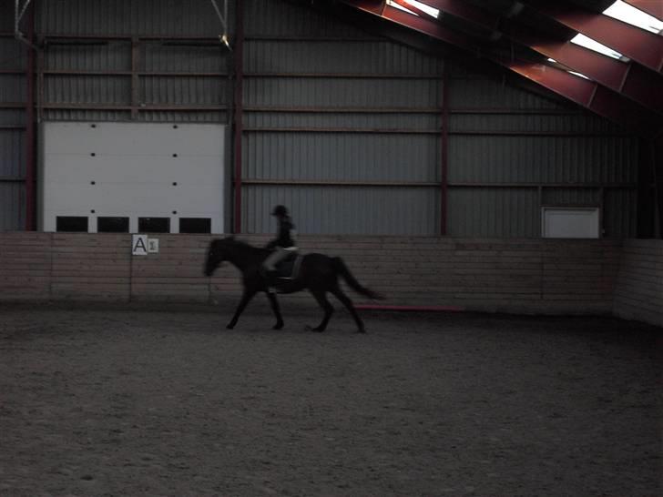 Anden særlig race Parcas SOLGT billede 3