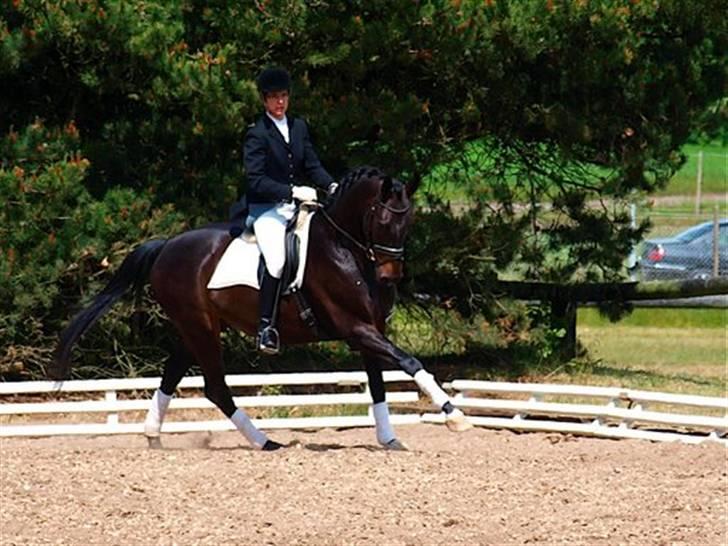 Dansk Varmblod Santos - stævne på hosk billede 10