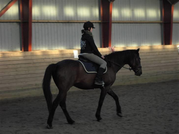 Anden særlig race Parcas SOLGT billede 4