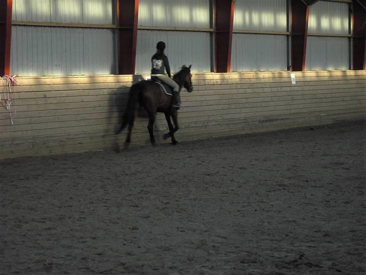 Anden særlig race Parcas SOLGT billede 5