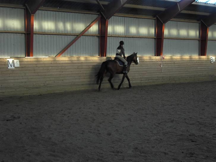 Anden særlig race Parcas SOLGT billede 6