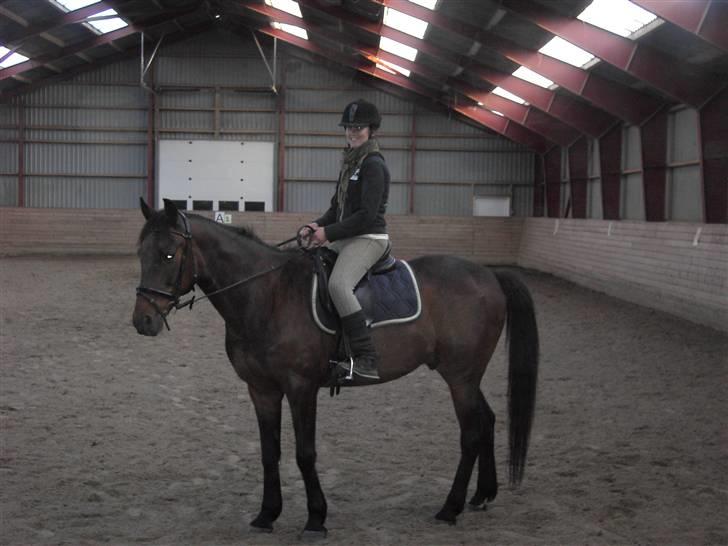 Anden særlig race Parcas SOLGT billede 7