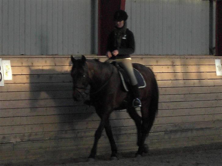 Anden særlig race Parcas SOLGT billede 8