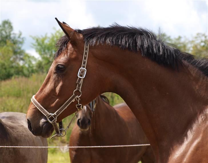 Holstener Pebbles Flyttet. miss you - Velkommen til Pebbels profil! billede 1
