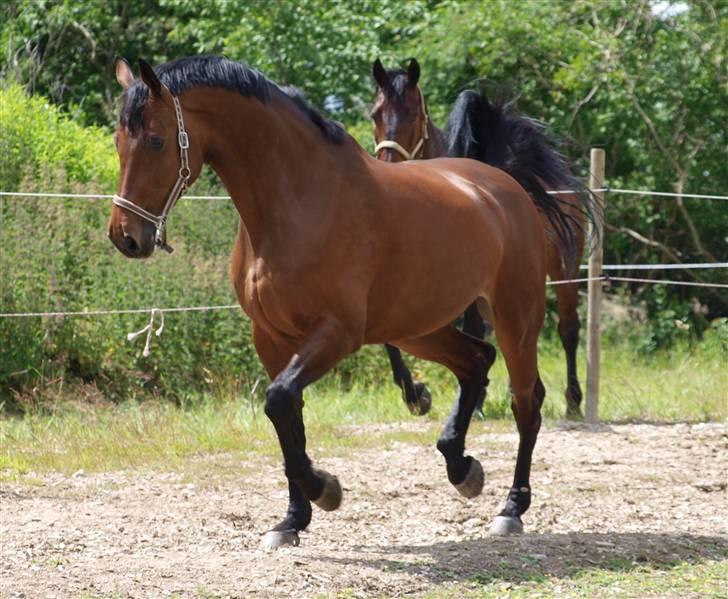 Holstener Pebbles Flyttet. miss you billede 2