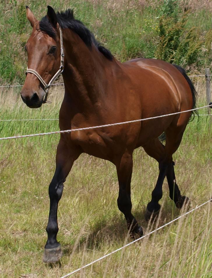 Holstener Pebbles Flyttet. miss you - smuk! billede 3