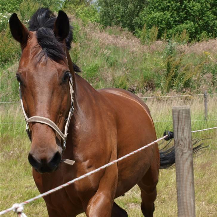 Holstener Pebbles Flyttet. miss you - Dejlig! billede 4