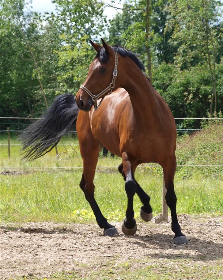 Holstener Pebbles Flyttet. miss you billede 5