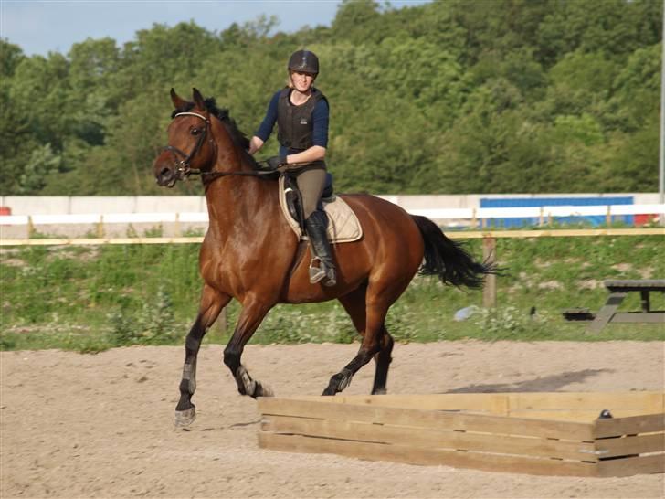 Holstener Pebbles Flyttet. miss you - Galop.. billede 6