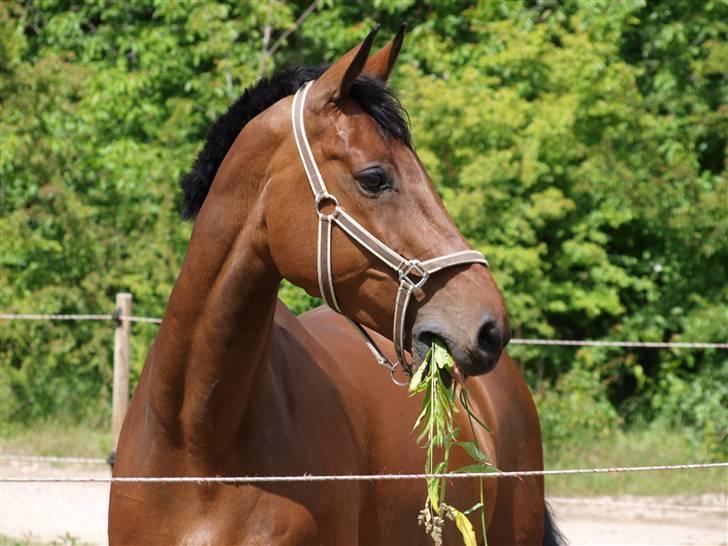 Holstener Pebbles Flyttet. miss you billede 9