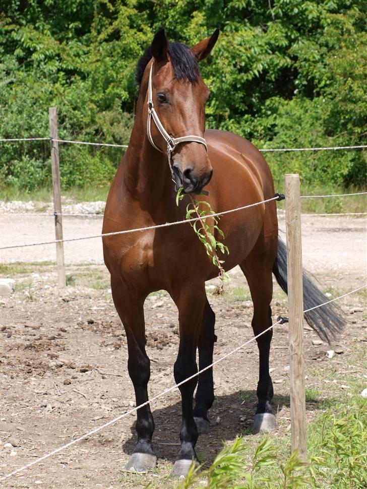 Holstener Pebbles Flyttet. miss you billede 10