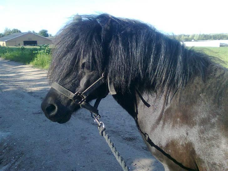 Anden særlig race Flaubert - flaubert holder lige et lille hvil på vejen ud og gå en tur<3 billede 5