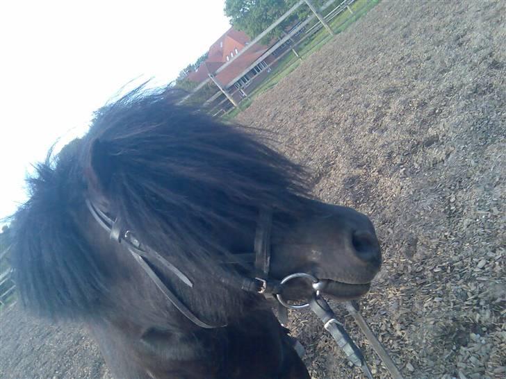 Anden særlig race Flaubert - flaubert kigger på noget spænde<3 billede 7