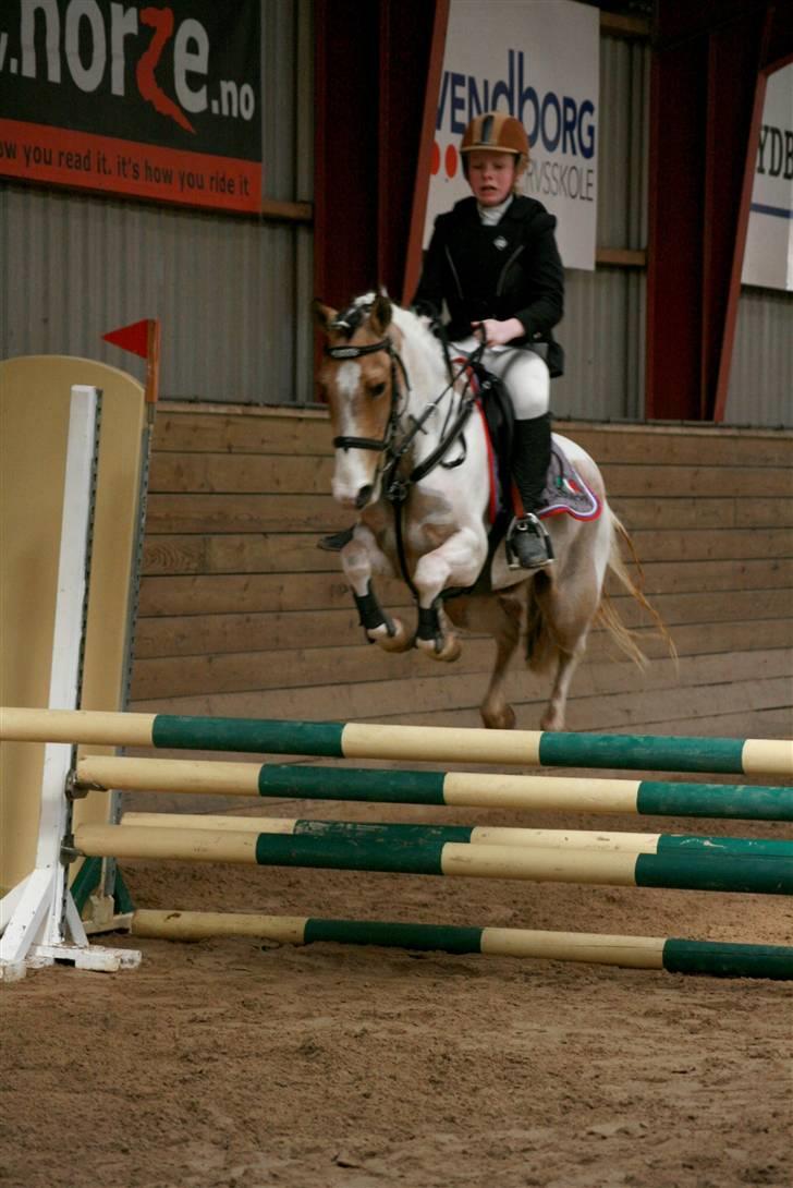 Hollandsk Sportspony Jolly Jumper solgt:/ - ved godt at jeg river ham i mund, men kunne ikke se afstand så ja? billede 20