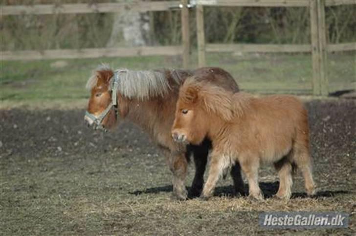 Shetlænder Snuske  - snuske som føl med sin mor<3 billede 16