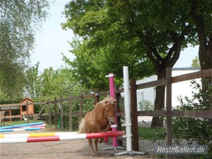 Shetlænder Snuske  - Så nu skal den største og højeste og flotteste hingst tag det vildeste spring! :D billede 17