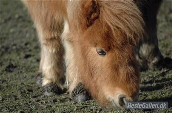 Shetlænder Snuske  - snuske som føl :D søøød billede 18