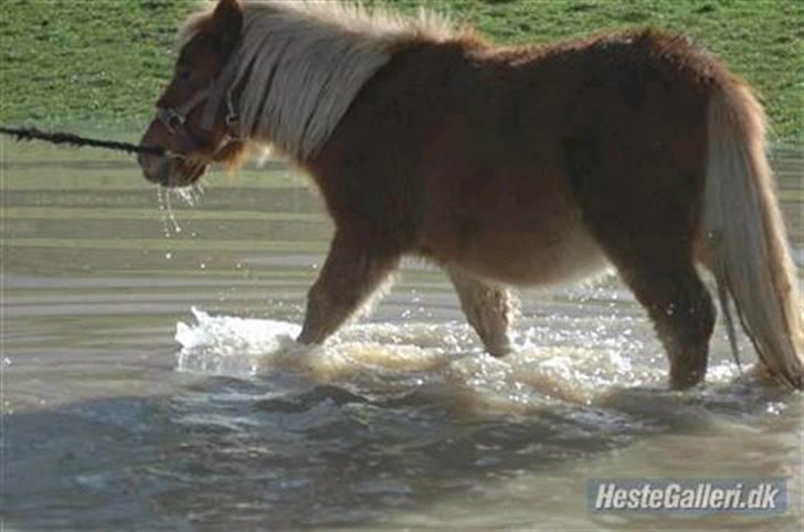 Shetlænder Snuske  - så vi lige i vand! " Hvorfor er der to af mig ? hvorfor ligger du ned ? " billede 19