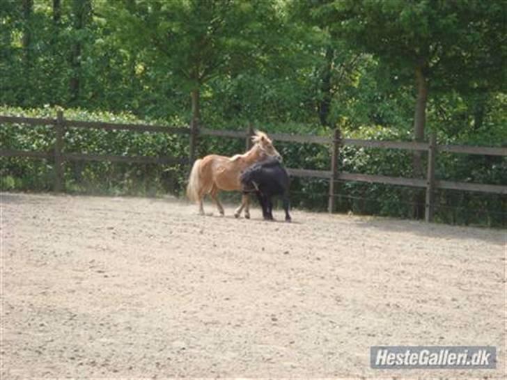 Shetlænder Snuske  - Baldter og Snus der tag en kampleg (: billede 20