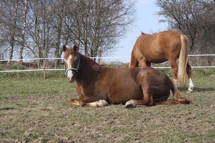 New Forest Folehaves Nathali NF136 - Nathali nyder solen <3 billede 19