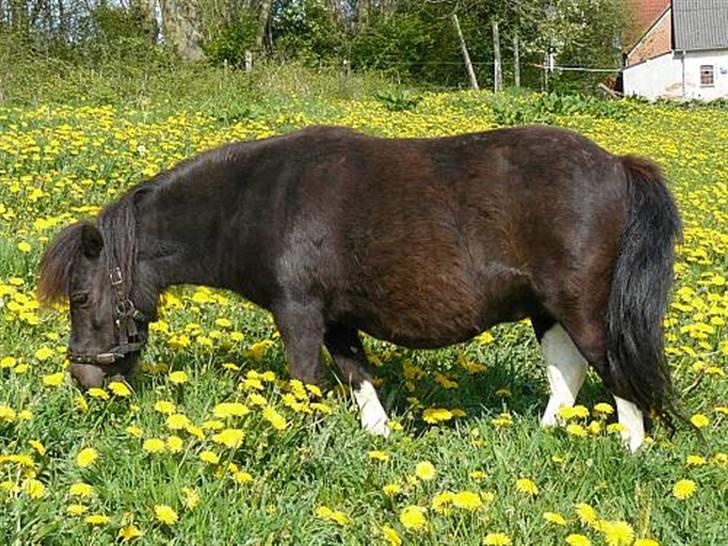 Miniature Skovsgårdes Goa billede 5