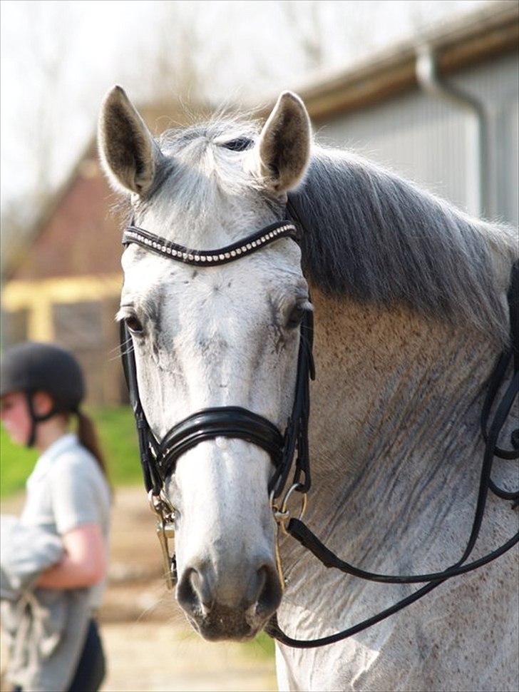 Hollandsk Varmblod Uno C billede 2