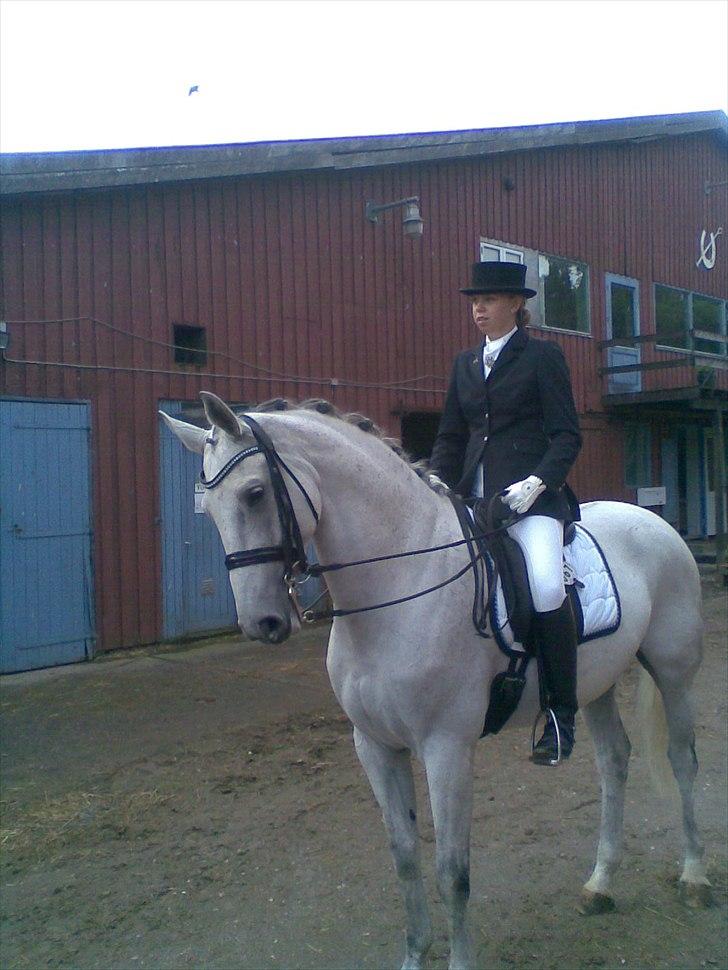 Hollandsk Varmblod Uno C billede 3