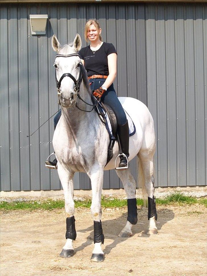 Hollandsk Varmblod Uno C billede 4