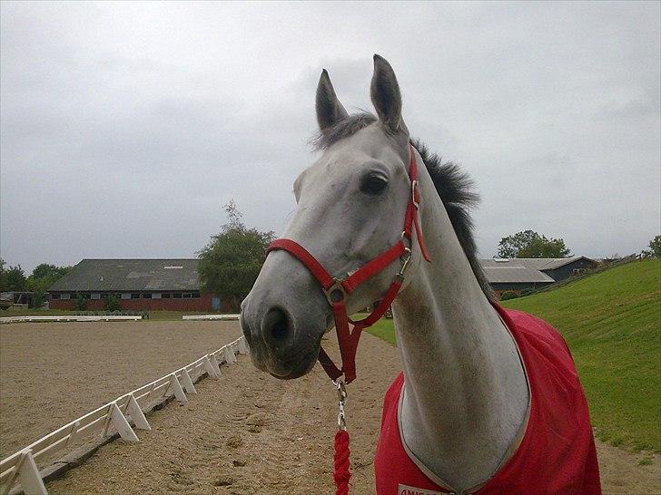 Hollandsk Varmblod Uno C billede 5