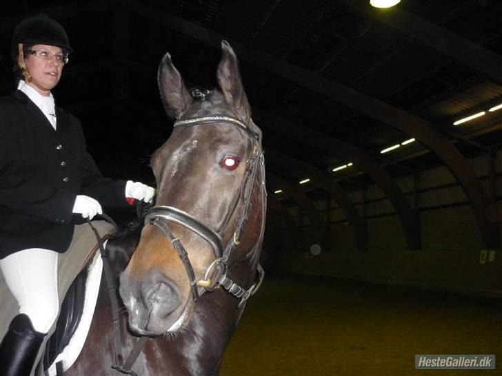 Dansk Varmblod Santos billede 15