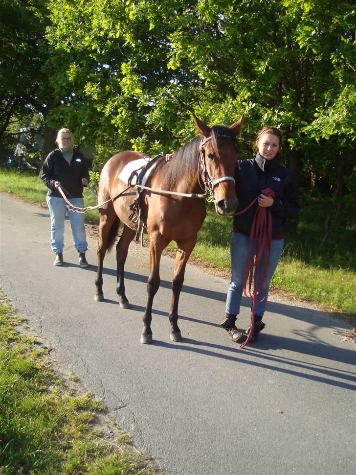 Traver Stutteri Byvangs Revenna! billede 15