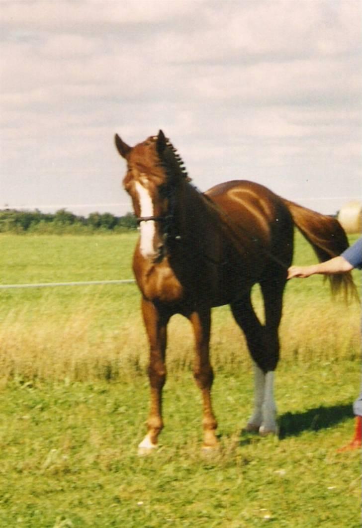 Dansk Varmblod Jackpot * RIP * billede 16