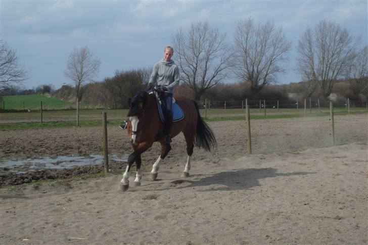 Dansk Varmblod Rocky billede 13