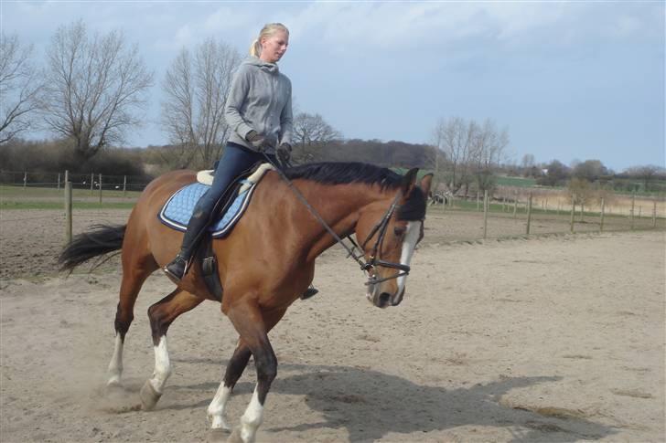 Dansk Varmblod Rocky billede 14