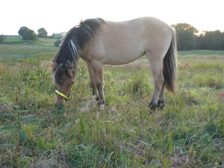Anden særlig race Bella Missel <3 billede 20