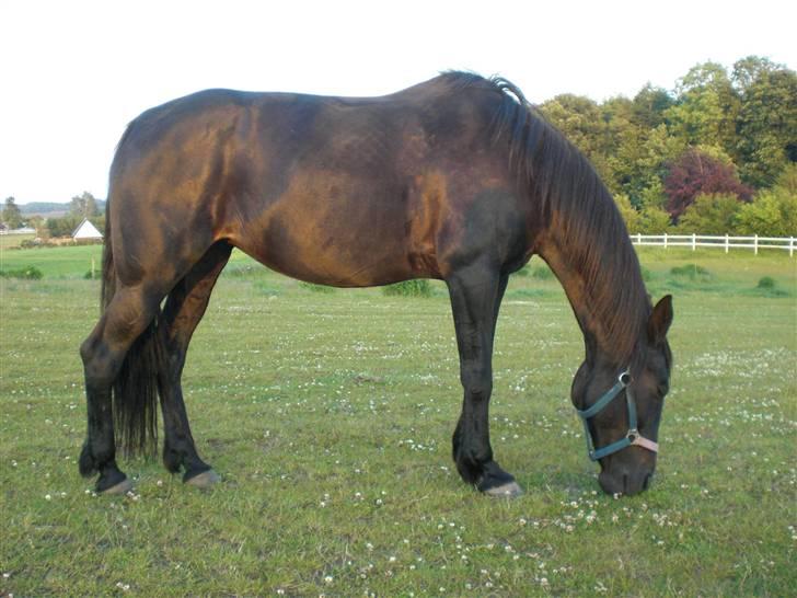 Traver Maggie Buttler*solgt :'(* billede 10