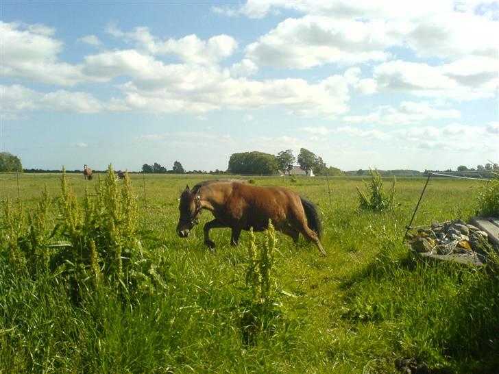 Amerikansk Miniature Kawo's Top Buck Cadeau - Spæner rundt i det høje græs :D - Foto: Mor (: billede 14