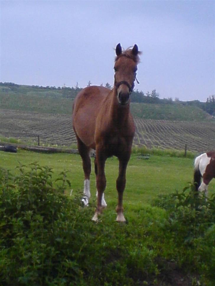Anden særlig race Pugholm's Ferdinan - Ferdinand på bakken! billede 9