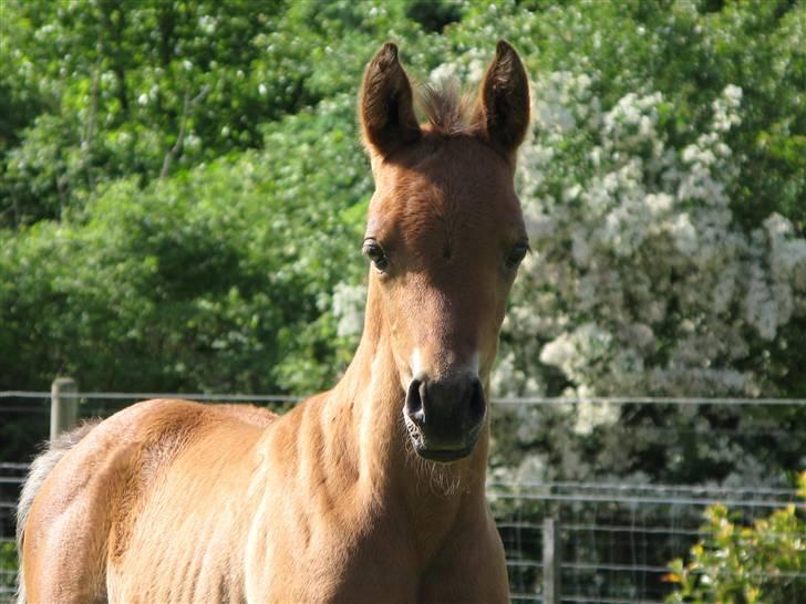 Arabisk fuldblod (OX) Rijana billede 12