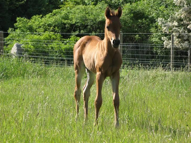 Arabisk fuldblod (OX) Rijana billede 13